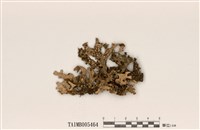 藏品(肺衣)的圖片